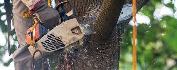 Best Tree Removal Service  in Ckam Housing, HI