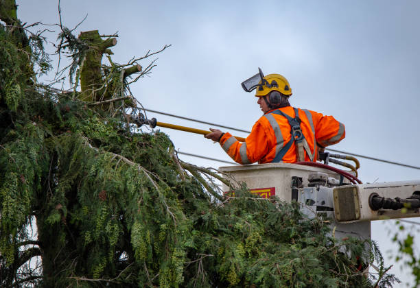 Best Leaf Removal  in Ckam Housing, HI